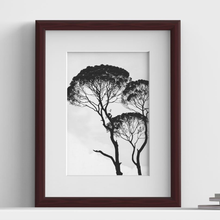 Minimo Range Mahogany picture frame with white mount, close view